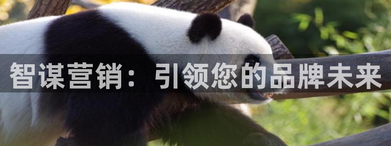必赢官网app下载